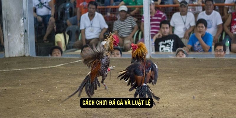 Đá Gà Cựa Dao - Cách Tham Gia, Chiến Thuật Và Luật Chơi 5 Cách chơi Đá gà và luật lệ