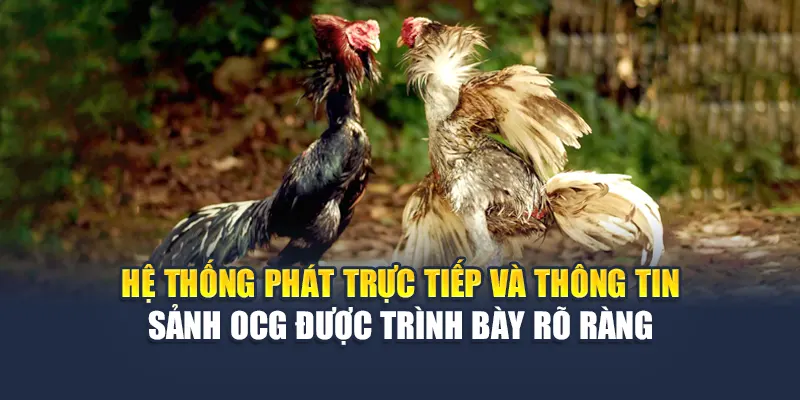 Trải Nghiệm Sảnh Đá Gà OCG Kịch Tính Tại Nhà Cái 78WIN 6 Hệ thống phát trực tiếp và thông tin sảnh đá gà OCG được trình bày rõ ràng