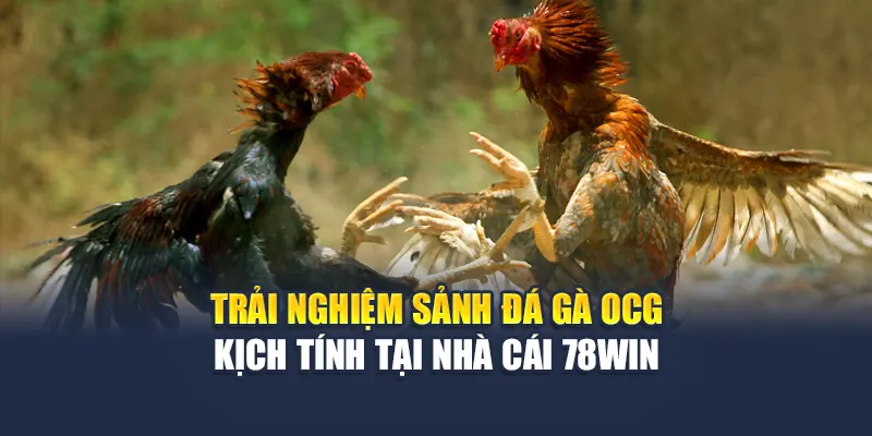 Trải Nghiệm Sảnh Đá Gà OCG Kịch Tính Tại Nhà Cái 78WIN 4 Trải Nghiệm Sảnh Đá Gà OCG Kịch Tính Tại Nhà Cái 78WIN
